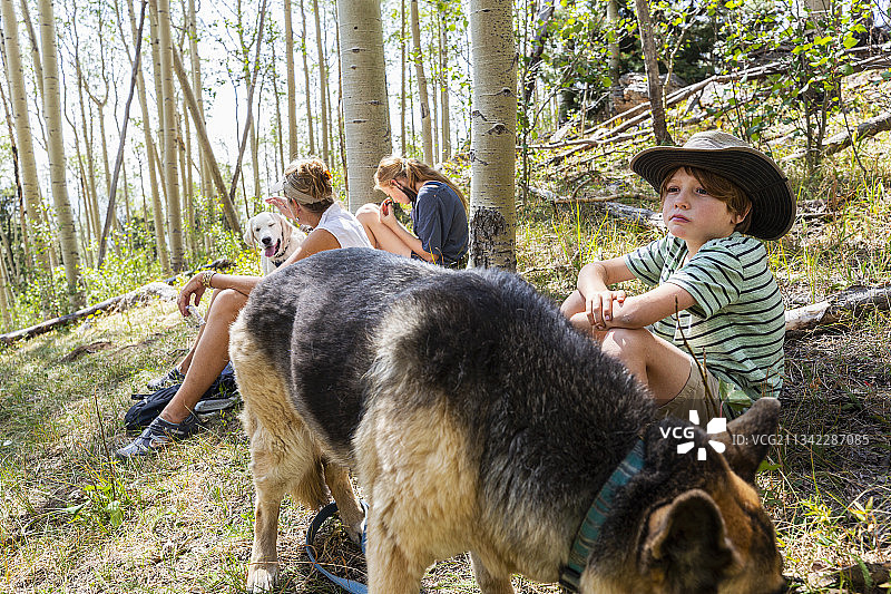 圣达菲国家森林公园，美国，家庭在白杨树林中休息图片素材