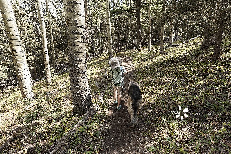 美国圣菲国家森林：7岁男孩在白杨树林中遛狗图片素材