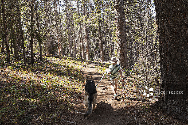 美国圣菲国家森林：7岁男孩在白杨树林中遛狗图片素材
