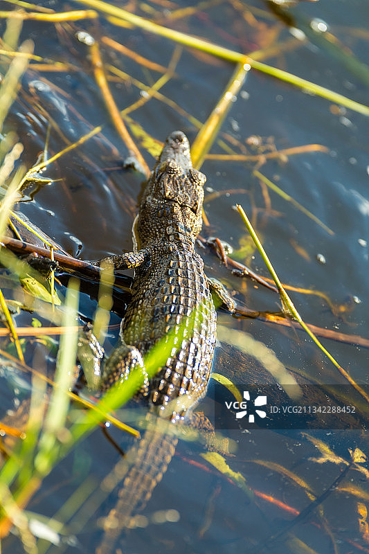 博茨瓦纳乔贝国家公园，幼年鳄鱼高角度特写图片素材