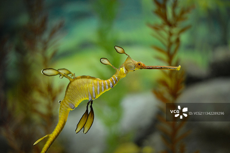 水族小精灵们——海马图片素材