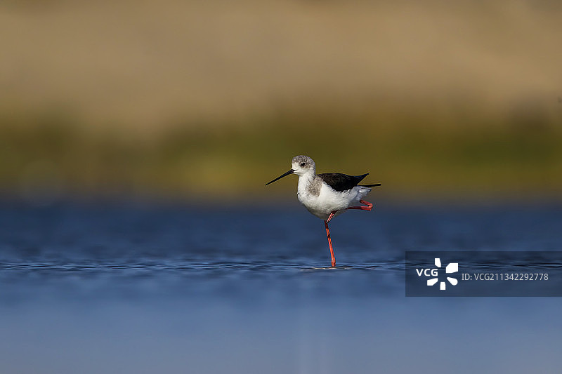 黑翅长脚鹬图片素材