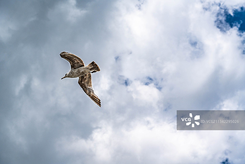 天空上的海鸥图片素材