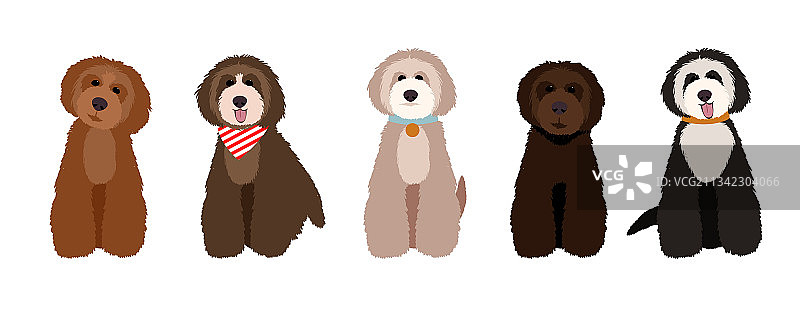 玛尔济斯犬、澳大利亚拉布拉多犬和贵宾犬图片素材