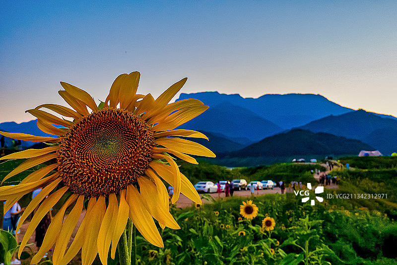 夏日阳花图片素材