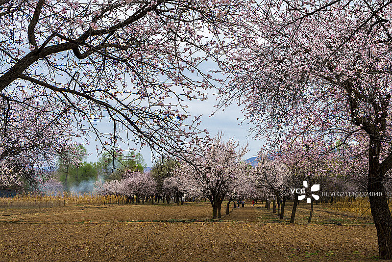 唐汪川的杏花图片素材