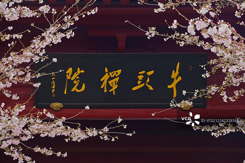 江苏省南京市江宁区牛首山文化旅游区牛头禅寺门前的春日樱花图片素材