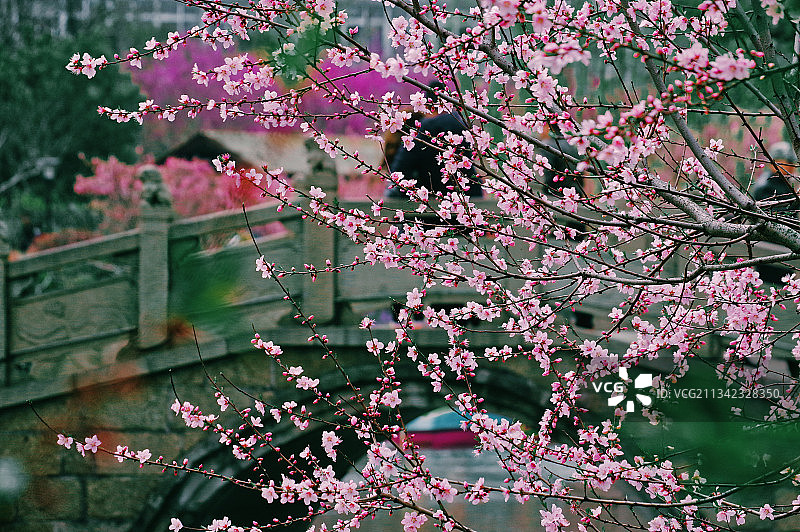江苏省常州市天宁区红梅公园玉梅桥前的冬日梅花图片素材