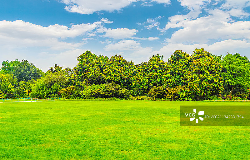 绿树林图片素材