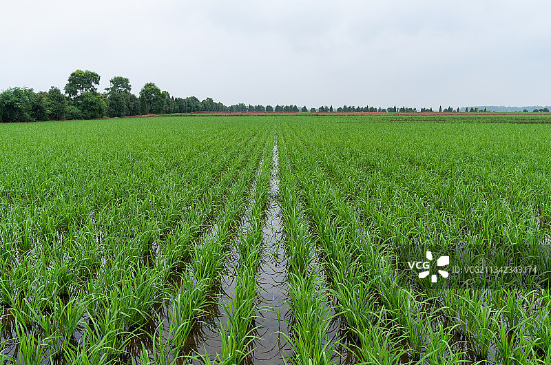 安徽省滁州市凤阳县小岗村，秧苗图片素材