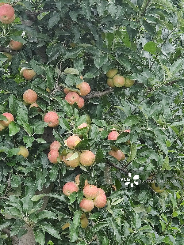 克什米尔高产苹果树图片素材