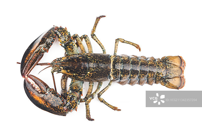 波士顿龙虾图片素材