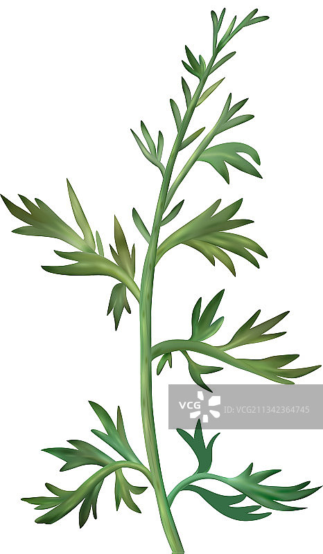 艾草写实图标图片素材