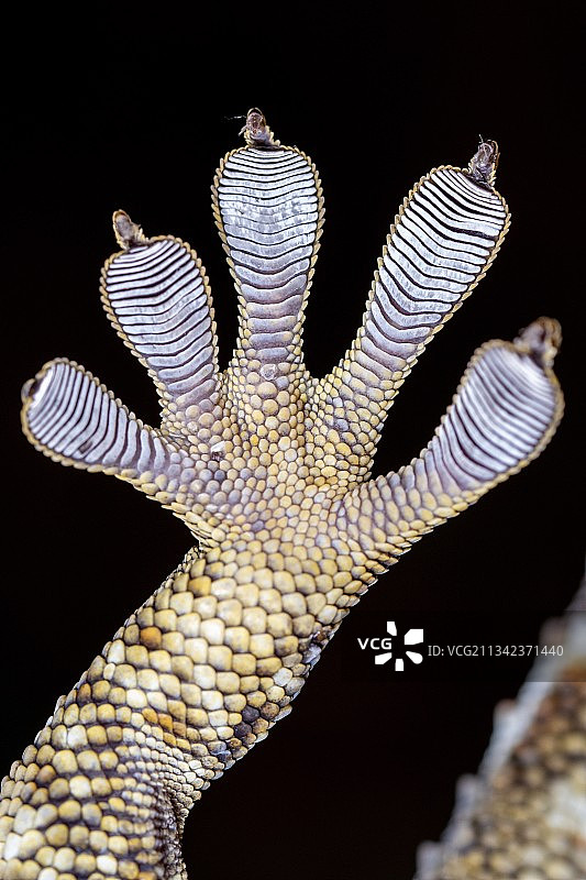 黑疣大壁虎的脚图片素材