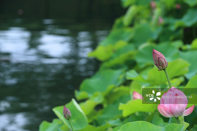 粉红莲花和睡莲的特写图片素材
