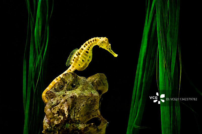 黑色背景下的植物毛毛虫特写图片素材