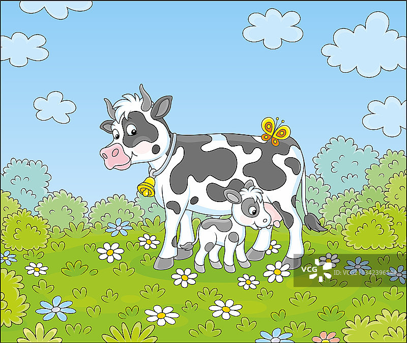 斑点奶牛和小牛图片素材