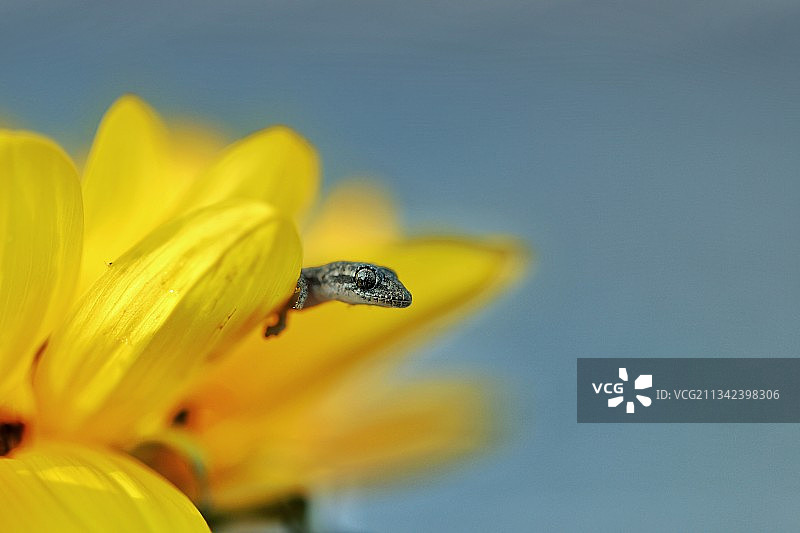 好奇的壁虎图片素材