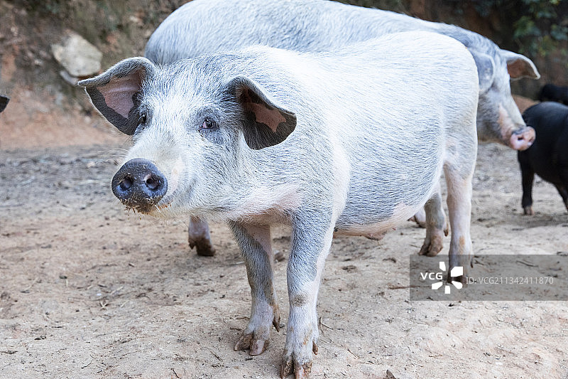 户外散养的黑猪图片素材