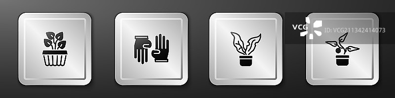 室内盆栽常春藤和橡胶手套图片素材