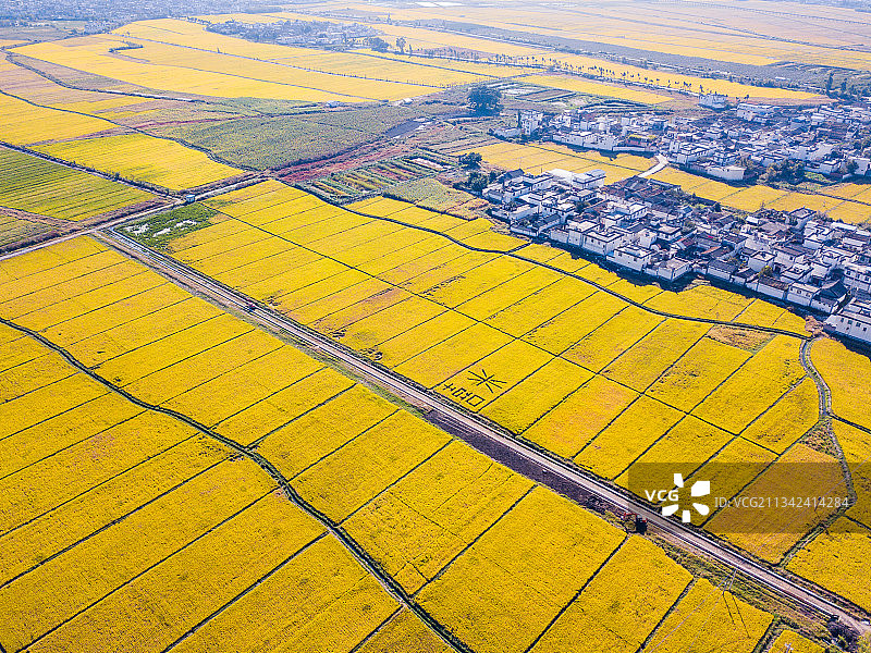 大理喜洲秋天的稻田图片素材