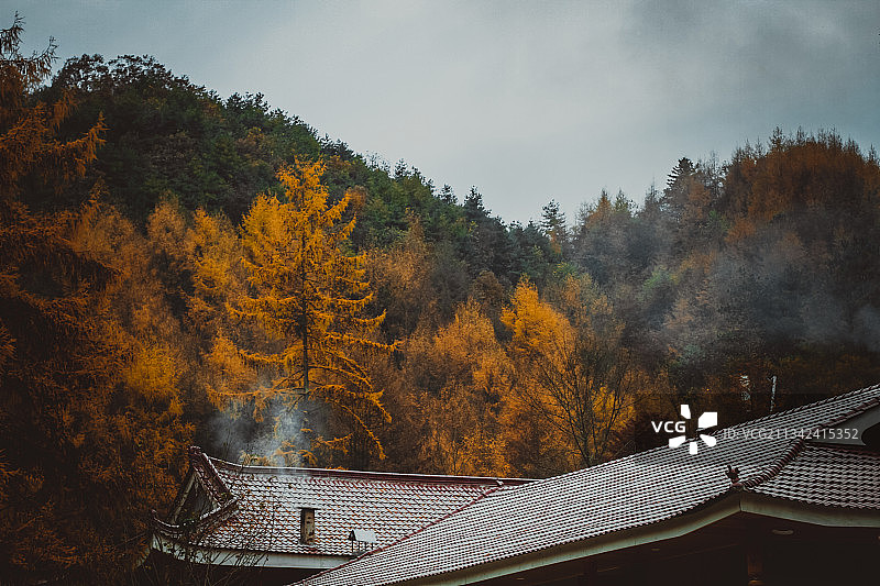 四川秋季落叶松图片素材