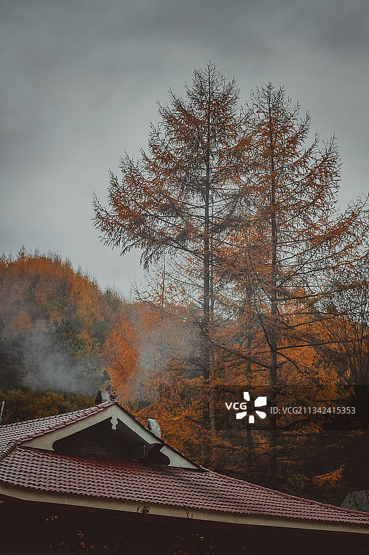 四川秋季落叶松图片素材