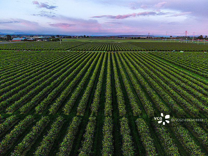 绿色田园图片素材