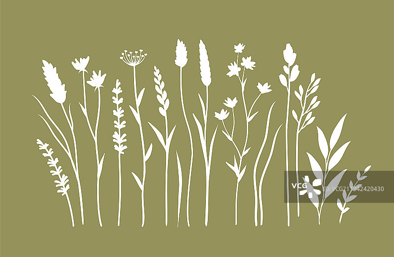 野生植物、花卉和树枝剪影图片素材