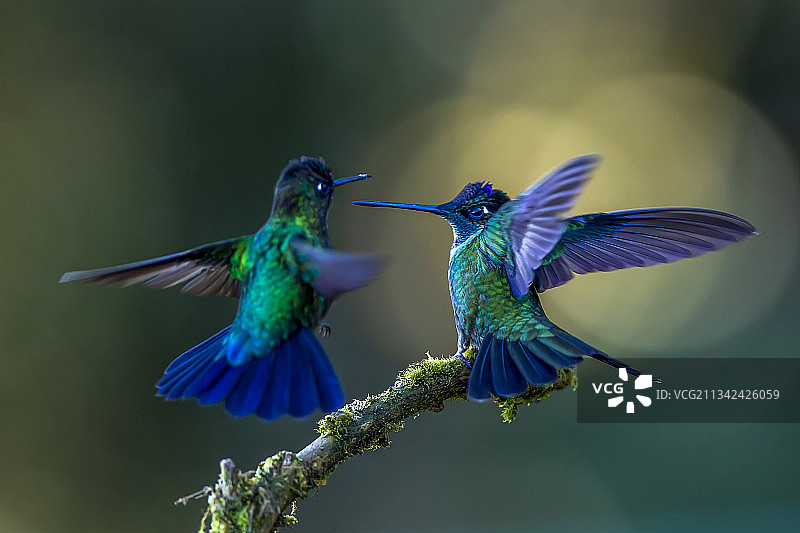 火喉蜂鸟图片素材