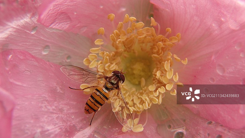 蜜蜂在粉红色花朵上授粉的特写镜头图片素材