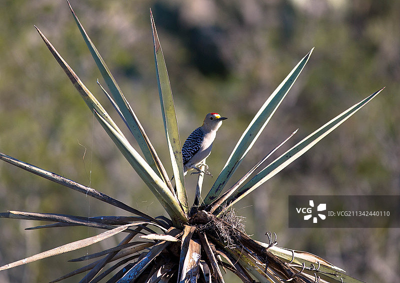 特写：鸣啄木鸟栖息于植物上，墨西哥图片素材