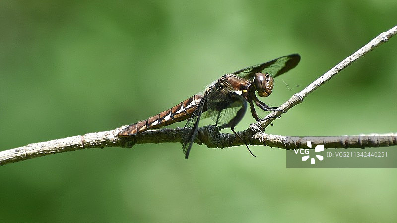 树枝上的昆虫特写图片素材