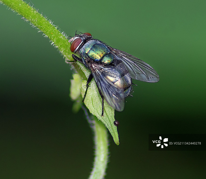 苍蝇在植物上特写，印度加尔各答，西孟加拉邦图片素材