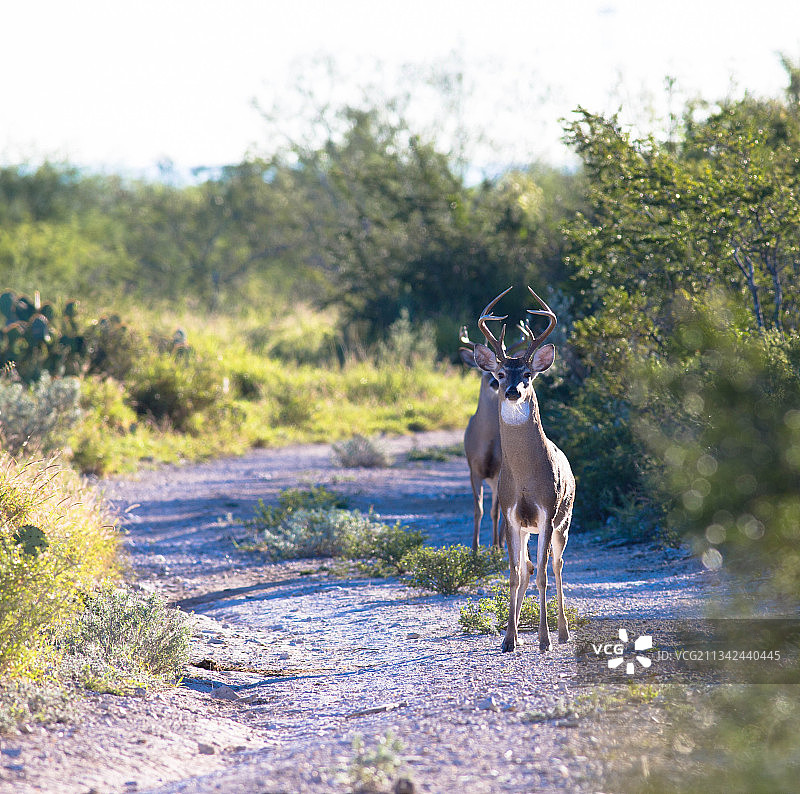 站在田野上的鹿画像，墨西哥格雷罗州图片素材