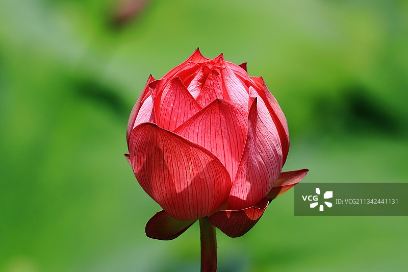 含苞待放图片素材