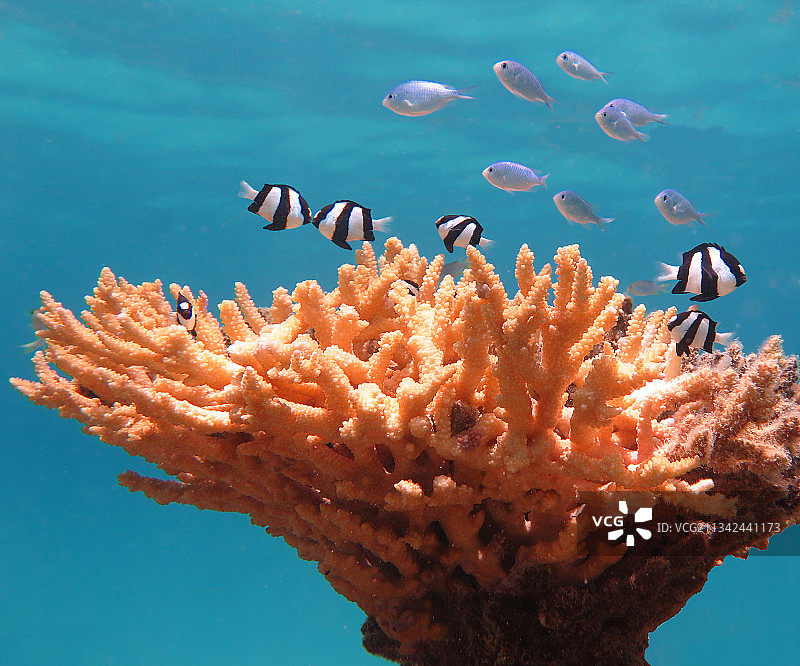 新喀里多尼亚海域的热带海水鱼特写图片素材