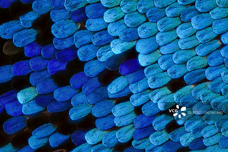 华庆锦斑蛾翅膀鳞片图片素材