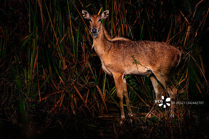 原野上的野生鹿肖像图片素材