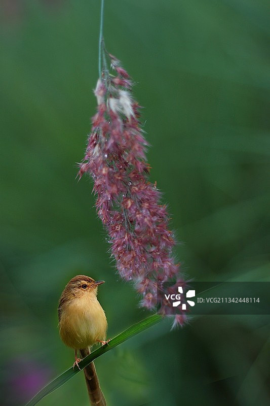 我来陪你图片素材