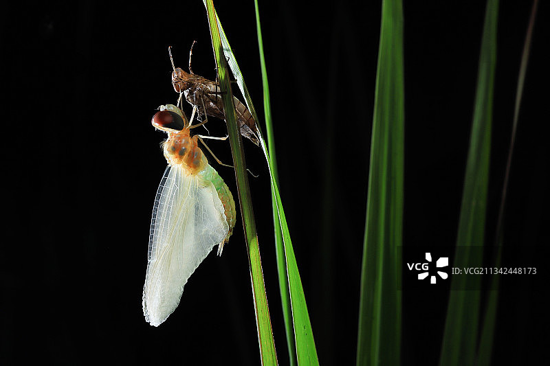 蜻蜓羽化图片素材