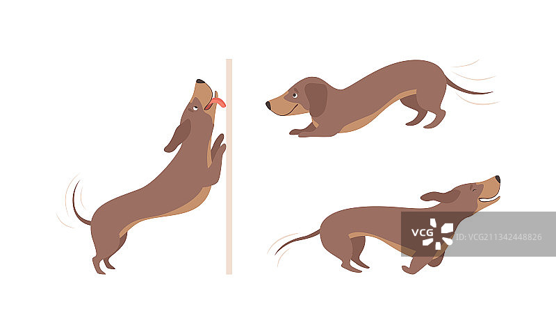 各种姿势的可爱棕色腊肠犬图片素材