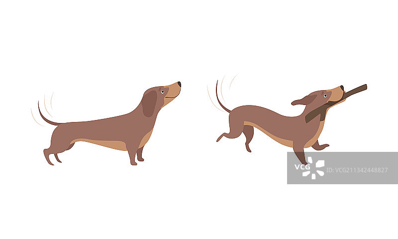 可爱的棕色腊肠犬活动套装图片素材