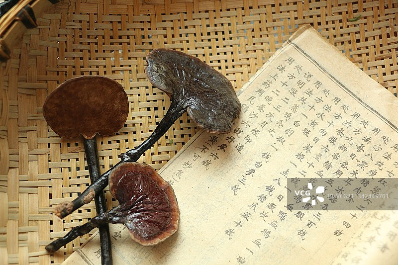灵芝图片素材