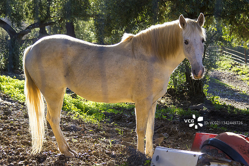 西班牙胡布里克田野上站立的纯种马侧视图图片素材
