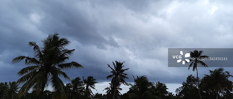 天空下的棕榈树低角度视图图片素材