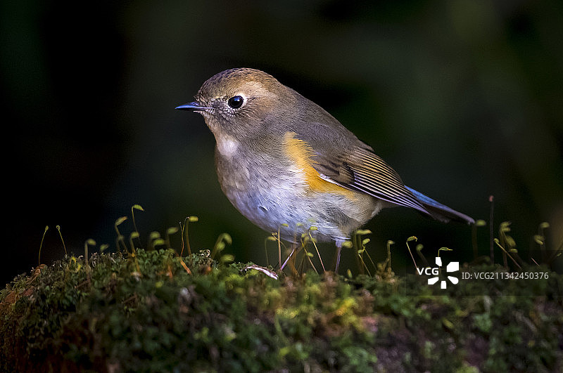 栖息在苔藓上的鸣禽知更鸟的特写图片素材