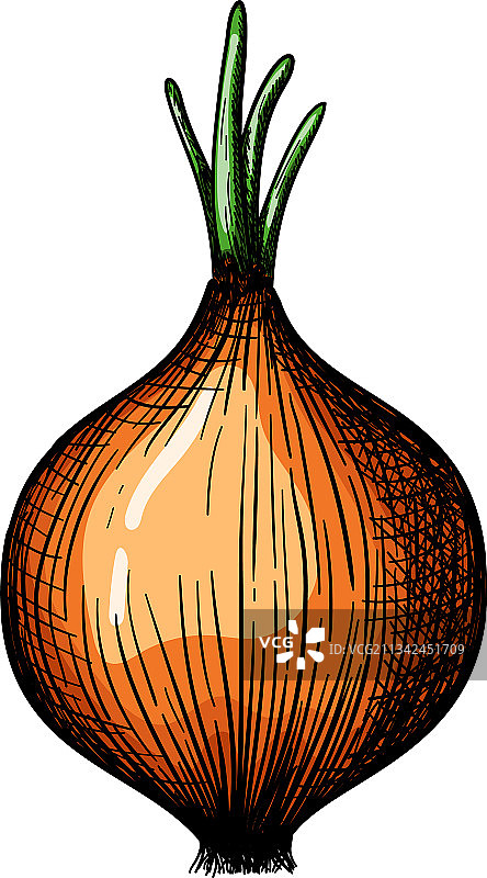 洋葱图标图片素材