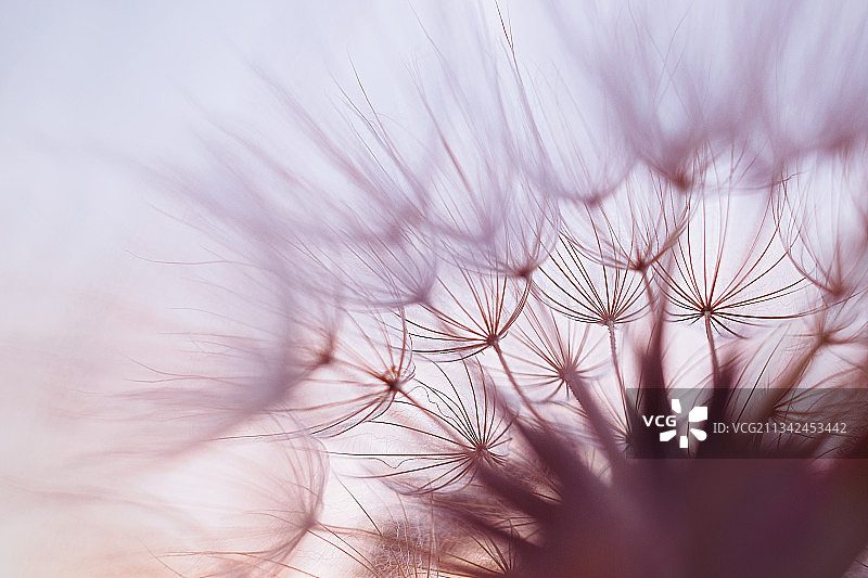 天空背景下的蒲公英特写图片素材