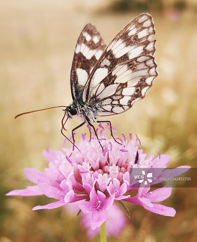 蝴蝶在粉红色花朵上授粉的特写镜头图片素材